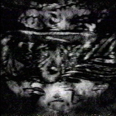 DYNASTINAE