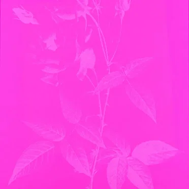 New Rose Story 1980–2000 by Various Artists - album cover