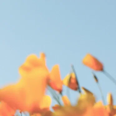 Build Me Up Buttercup