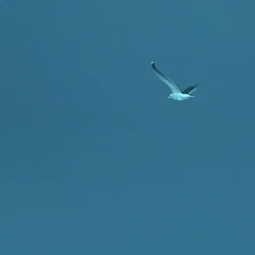 Cerulean Glide