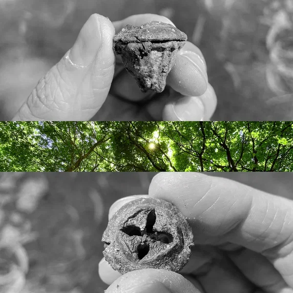 I remained a stranger to the birds