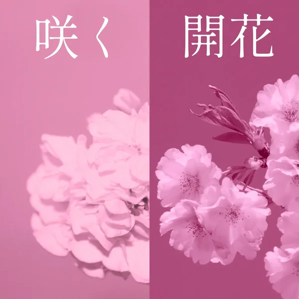 咲く (Bloom) | 開花 (Blossoming)