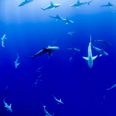 Water Gun / Stingray