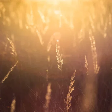 In the New Year’s Sun