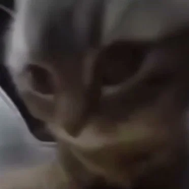 chipi chipi chapa chapa dubidubi dabadaba