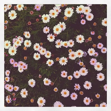 Song A Day by Samira Winter - album cover