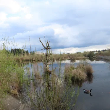 Mill Creek, WA (04-02-2025)