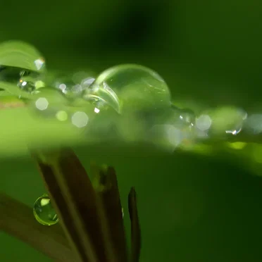 Making Dew