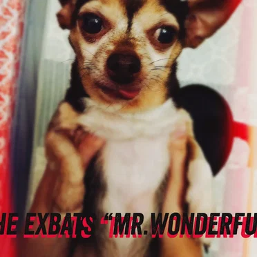 Mr. Wonderful