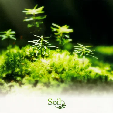 Rewrite Arrange Album 'Soil' by Various Artists - album cover