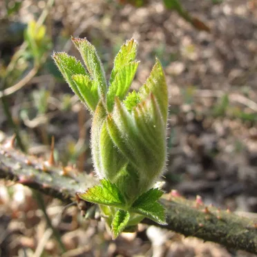 Leaf Unfurling by Rebecca Tripp - album cover