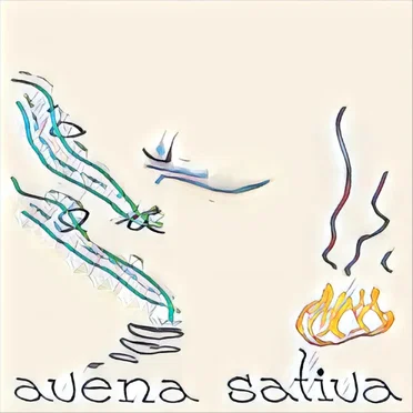 Avena Sativa