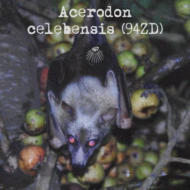 Acerodon celebensis