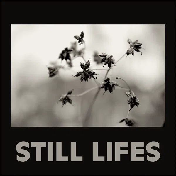 still lifes