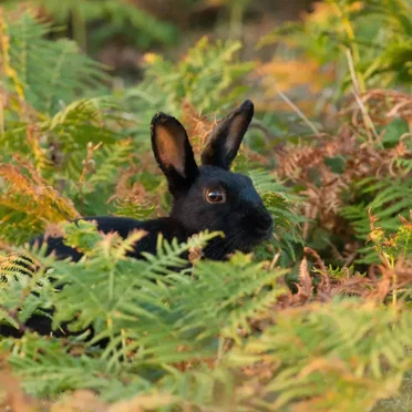 hopy bunies