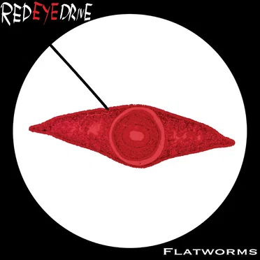 Flatworms