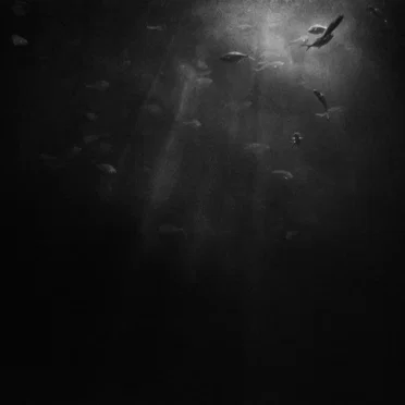 Kingdoms of the Deep