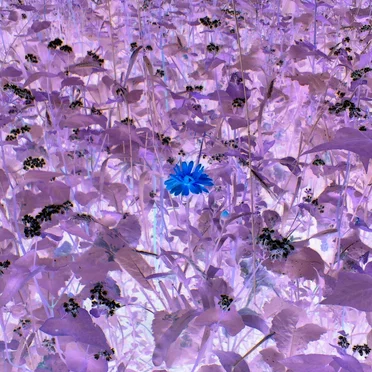 Droneflower