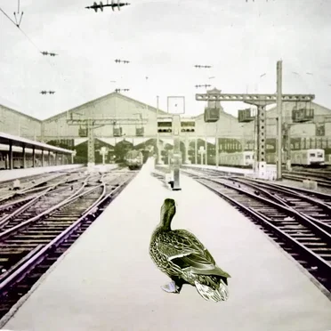 J.J. Manset – Le canard en solitaire
