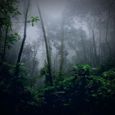 Stoned in the Backwoods, Vol. 1