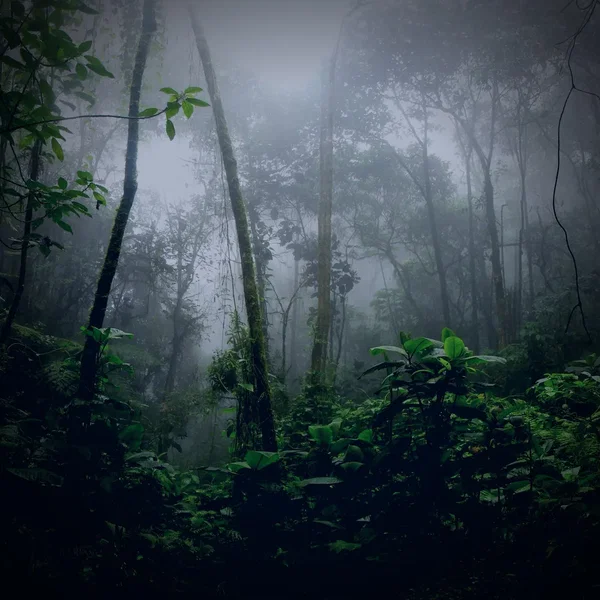 Stoned in the Backwoods, Vol. 1