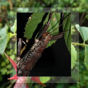 Eurycantha calcarata by Phasmatoptera - album cover