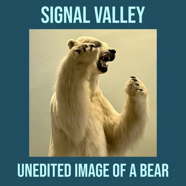 Unedited Image of a Bear