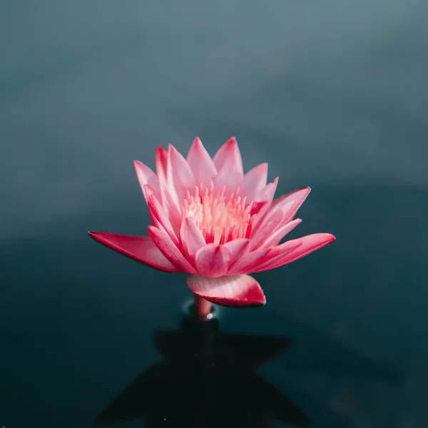 Morning Meditation