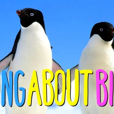 "A SONG ABOUT BIRDS"