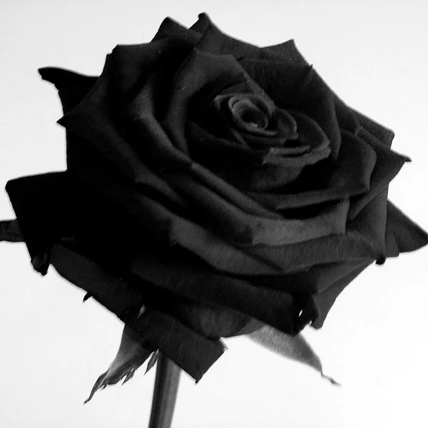 Paint It Black (Rolling Stones cover)