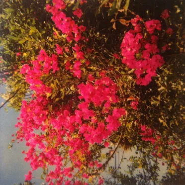 Songs of Forgiveness