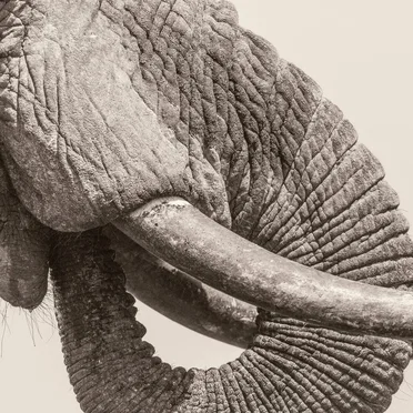 White Elephant