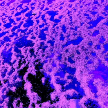 GONG SPLAT SESSIONS BONUS ALBUM