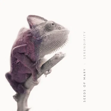 Serendipity by Seeds of Mary - album cover