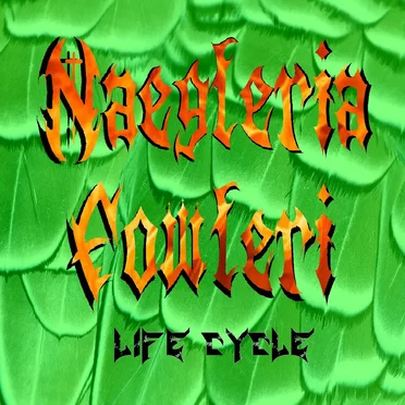 Life Cycle by Naegleria Fowleri - album cover
