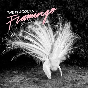 Flamingo by The Peacocks - album cover