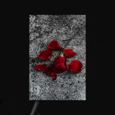 When Petals Fall