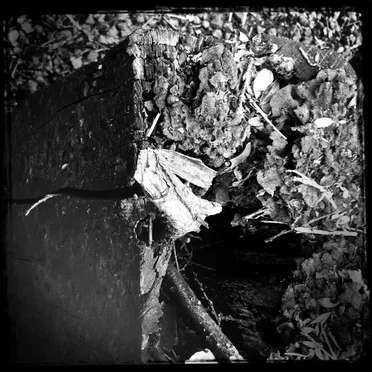 Streams of Consciousness