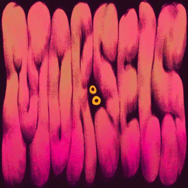 Morsels (Original Soundtrack)