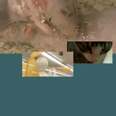 Recordings From 2010 (Camera Era)