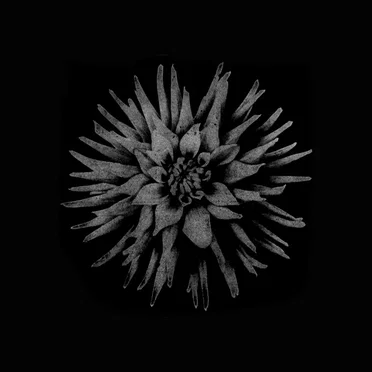 IV by Disability - album cover