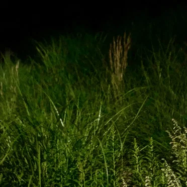 Green Night Light Source