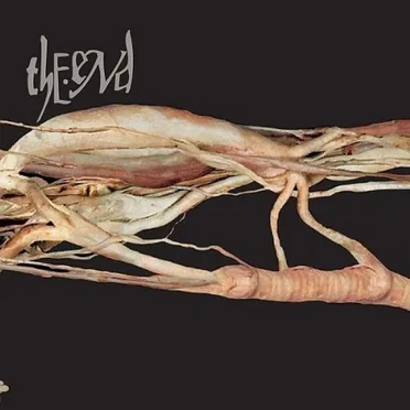Transfer Trachea Reverberations From Point: False Omniscient by The End - album cover