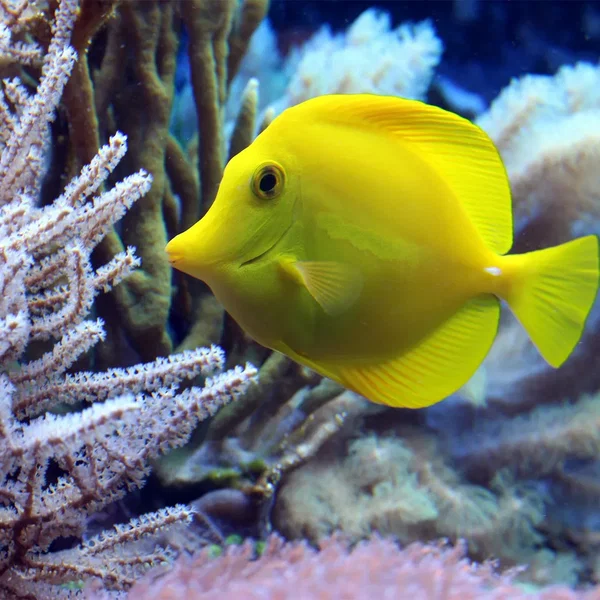 🐠