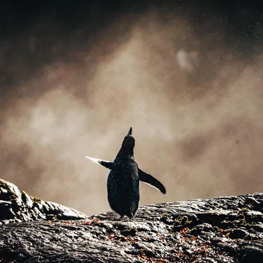 The Isolation Concerts, Volume 7