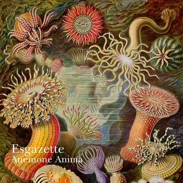 Anemone Anima