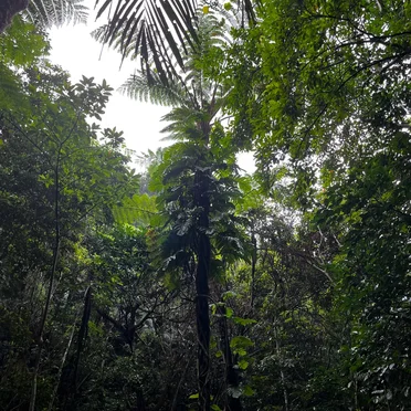 The Ancient Forest XI