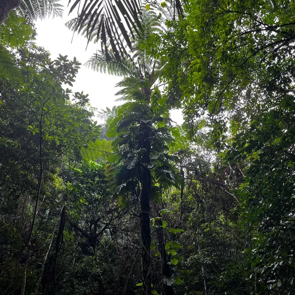 The Ancient Forest XI