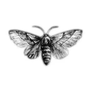 Infinitely Repeated by Hello Moth - album cover