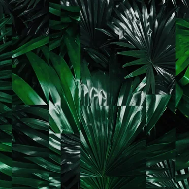 Understory